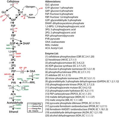 Developing a Cell-Free Extract Reaction (CFER) System in Clostridium thermocellum to Identify Metabolic Limitations to Ethanol Production